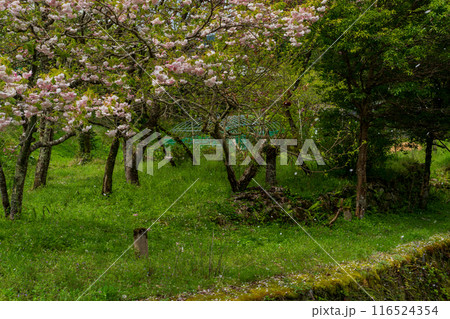 京都市左京区大原の里の春から初夏春の嬉しい景色撮影 116524354