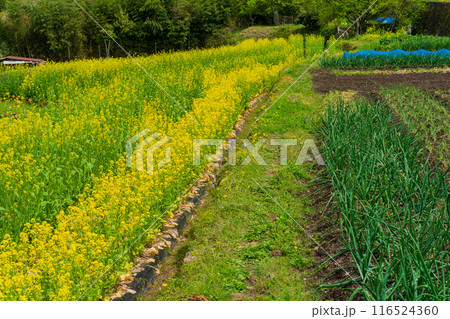 京都市左京区大原の里の春から初夏春の嬉しい景色撮影 116524360