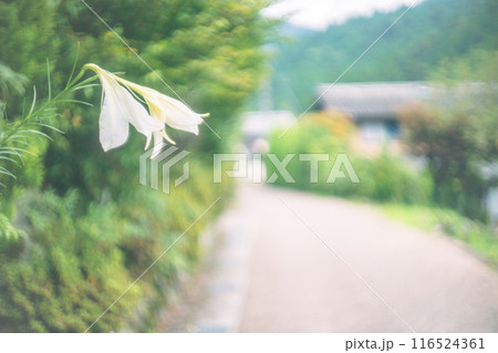 京都市左京区大原の里の春から初夏春の嬉しい景色撮影 京都市左京区大原の里の春から初夏春の嬉しい景色撮影 116524361