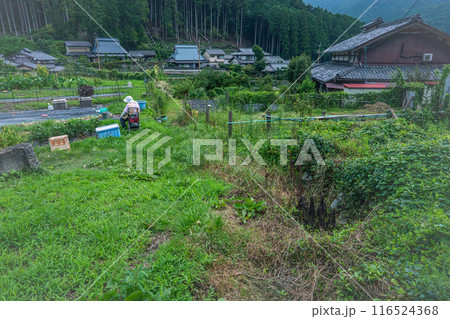京都市左京区大原の里の春から初夏春の嬉しい景色撮影 116524368