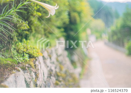 京都市左京区大原の里の春から初夏春の嬉しい景色撮影 116524370