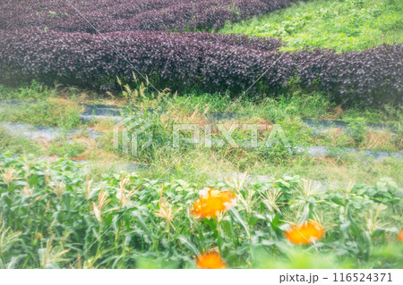 京都市左京区大原の里の春から初夏春の嬉しい景色撮影 京都市左京区大原の里の春から初夏春の嬉しい景色撮影 116524371