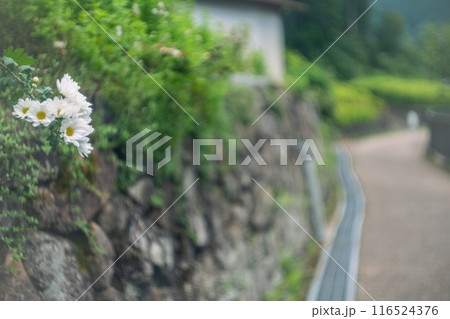 京都市左京区大原の里の春から初夏春の嬉しい景色撮影 京都市左京区大原の里の春から初夏春の嬉しい景色撮影 116524376