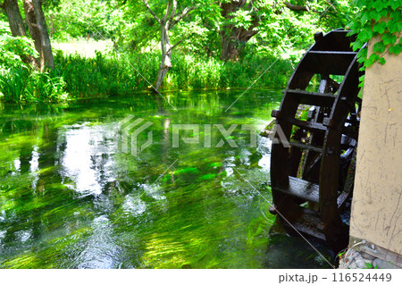 新緑 信州 安曇野 蓼川 新緑 信州 安曇野 蓼川 116524449