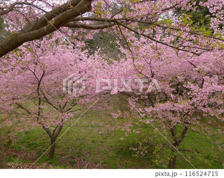 臼井城 (千葉県佐倉市) 臼井城 (千葉県佐倉市) 116524715
