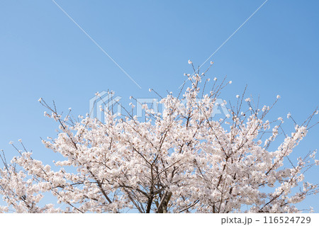 青空に映える桜 青空に映える桜 116524729