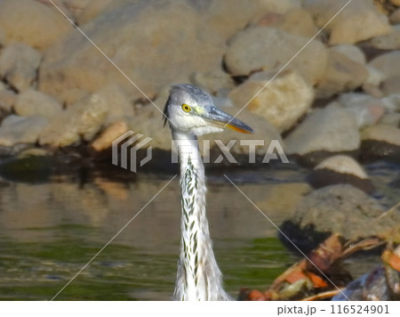 アオサギ 116524901