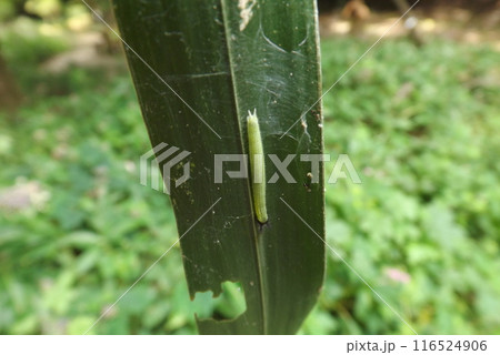 葉の裏のクロコノマチョウの幼虫 葉の裏のクロコノマチョウの幼虫 116524906