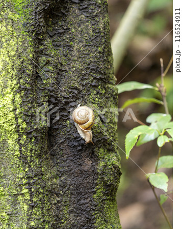 木の幹を這うカタツムリ 116524911