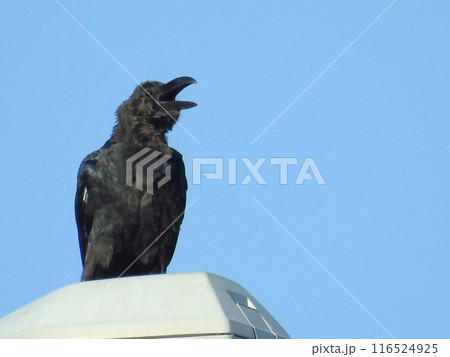 カラス 116524925