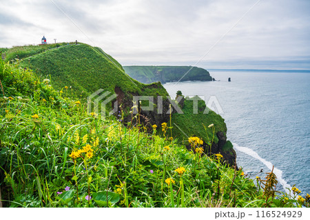 【北海道・浜中町】 夏の霧多布岬(湯沸岬) 【北海道・浜中町】 夏の霧多布岬(湯沸岬) 116524929