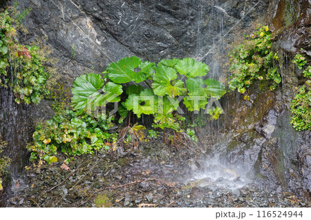 岩肌を流れ落ちる滝と濡れる野草 岩肌を流れ落ちる滝と濡れる野草 116524944