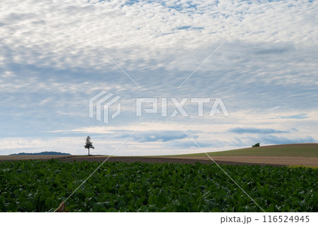 緑の野菜畑と畑に立つ小さな松 116524945