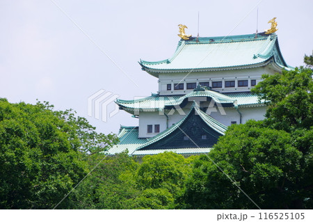 緑に囲まれた名古屋城天守閣 116525105