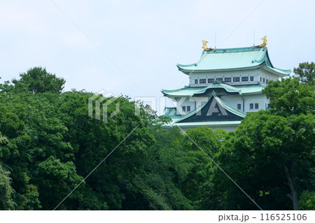 緑に囲まれた名古屋城天守閣 116525106