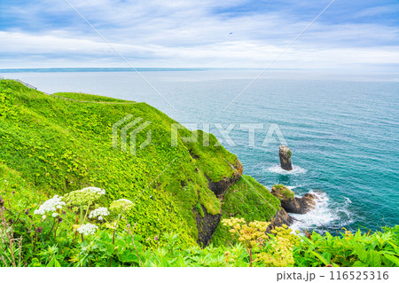【北海道・浜中町】 霧多布岬（湯沸岬）　断崖に咲く夏の花 116525316