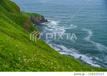 【北海道・浜中町】 霧多布岬（湯沸岬）　断崖に咲く夏の花 116525317