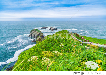 【北海道・浜中町】 霧多布岬(湯沸岬) 断崖に咲く夏の花 【北海道・浜中町】 霧多布岬(湯沸岬) 断崖に咲く夏の花 116525319