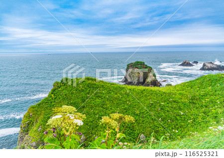 【北海道・浜中町】 霧多布岬(湯沸岬) 断崖に咲く夏の花 【北海道・浜中町】 霧多布岬(湯沸岬) 断崖に咲く夏の花 116525321