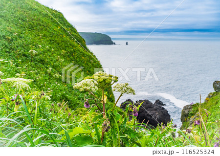 【北海道・浜中町】 霧多布岬(湯沸岬) 断崖に咲く夏の花 【北海道・浜中町】 霧多布岬(湯沸岬) 断崖に咲く夏の花 116525324