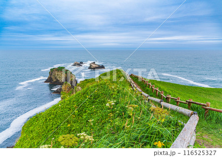 【北海道・浜中町】 霧多布岬(湯沸岬) 断崖に咲く夏の花 【北海道・浜中町】 霧多布岬(湯沸岬) 断崖に咲く夏の花 116525327