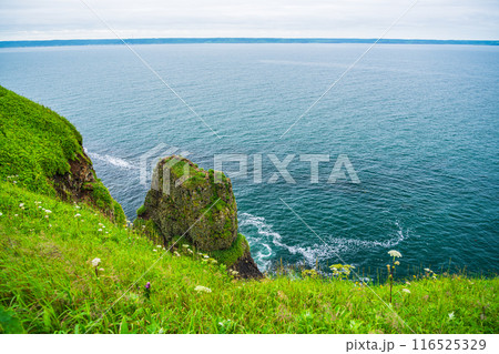 【北海道・浜中町】 霧多布岬(湯沸岬) 断崖に咲く夏の花 【北海道・浜中町】 霧多布岬(湯沸岬) 断崖に咲く夏の花 116525329
