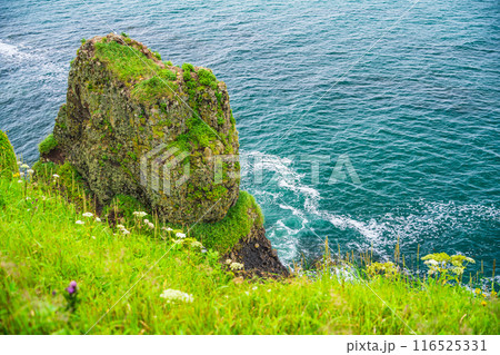 【北海道・浜中町】 霧多布岬(湯沸岬) 断崖に咲く夏の花 【北海道・浜中町】 霧多布岬(湯沸岬) 断崖に咲く夏の花 116525331