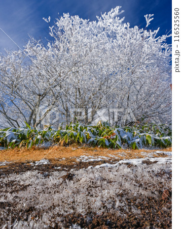 長野_聖高原の霧氷と快晴の絶景風景 116525560