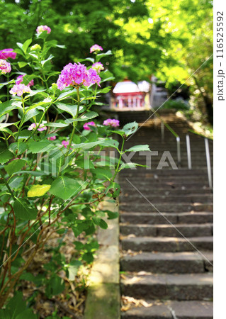 高崎市:清水寺:石段のアジサイ 116525592