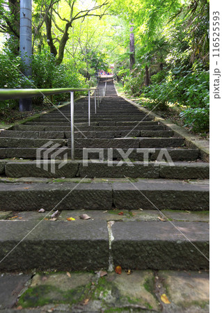 高崎市:清水寺:石段のアジサイ 116525593