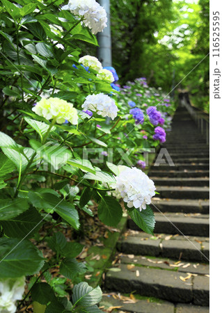 高崎市:清水寺:石段のアジサイ 高崎市:清水寺:石段のアジサイ 116525595