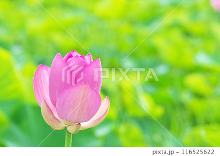 ハス田に咲くピンクのハスの花（夏、七月） 116525622