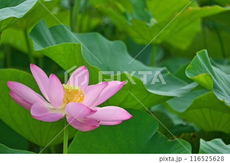 ハス田に咲くピンクのハスの花（夏、七月） 116525628
