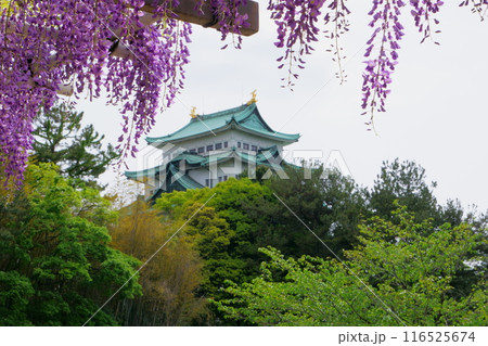 名古屋城天守閣と藤の花 116525674