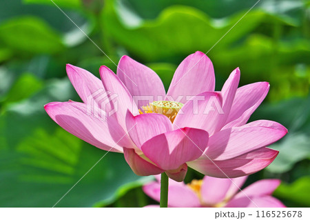 ハス田に咲くピンクのハスの花（夏、七月） 116525678