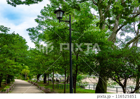 京橋川沿いの散歩道 116525851