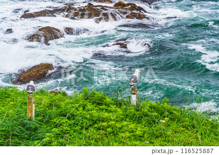 【北海道・浜中町】 霧多布岬（湯沸岬）　岩場の草地に停まった、オオセグロカモメ 116525887