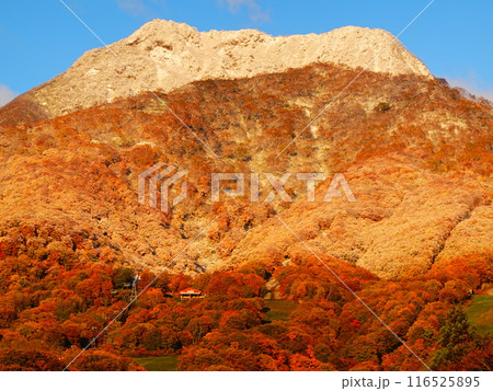 赤倉温泉から眺める妙高山の紅葉と初冠雪 116525895
