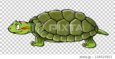 ミドリガメ 116525921