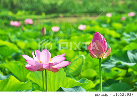 ハス田に咲くピンクのハスの蕾と花（夏、七月） 116525937