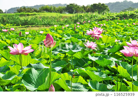 ハス田に咲くピンクのハスの蕾と花（夏、七月） 116525939