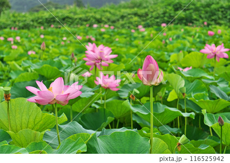 ハス田に咲くピンクのハスの蕾と花（夏、七月） 116525942