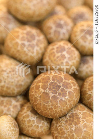 キノコ_シメジタケのイメージ 116525950