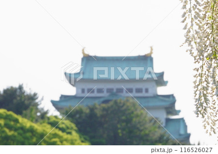 名古屋城天守閣と白い藤 116526027