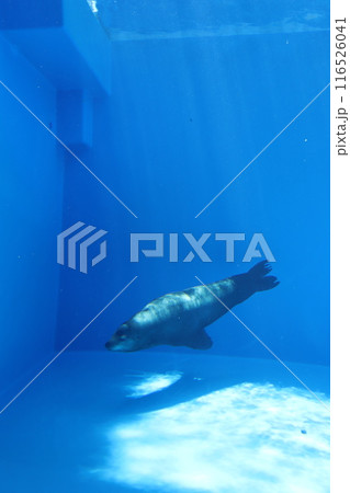 神戸市須磨区 神戸須磨シーワールド 須磨海浜公園駅 須磨駅 JR神戸線 大阪駅 アザラシ 哺乳類 神戸市須磨区 神戸須磨シーワールド 須磨海浜公園駅 須磨駅 JR神戸線 大阪駅 アザラシ 哺乳類 116526041