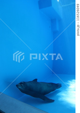 神戸市須磨区　神戸須磨シーワールド　須磨海浜公園駅　須磨駅　JR神戸線　大阪駅　アザラシ　哺乳類 116526049