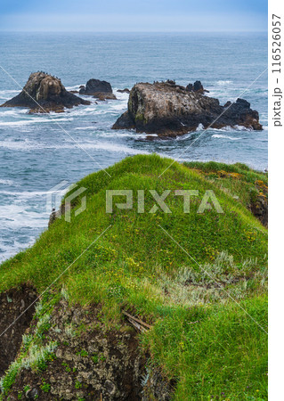 【北海道・浜中町】 霧多布岬（湯沸岬）　岩場の野鳥 116526057