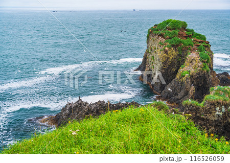 【北海道・浜中町】 霧多布岬（湯沸岬）　岩場の野鳥 116526059