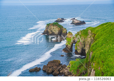 【北海道・浜中町】 霧多布岬（湯沸岬）　岩場の野鳥 116526063