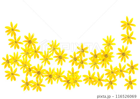 菊芋（キクイモ）の花のカード1 116526069